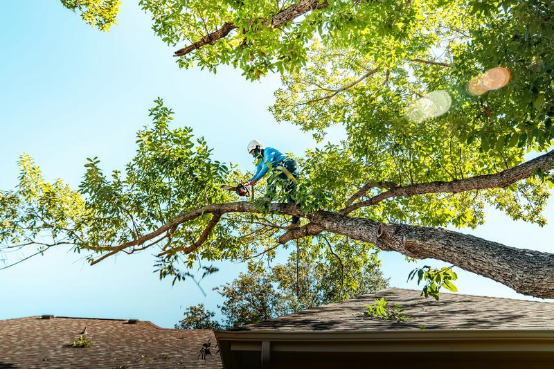 Tree worker trimming a large limb over a roof